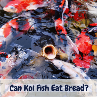 Can koi fish eat bread