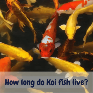 How Long Do Koi Fish Live