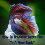 How To Transfer Betta Fish To New Tank