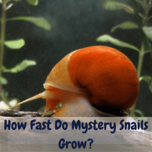 How fast do mystery snails grow