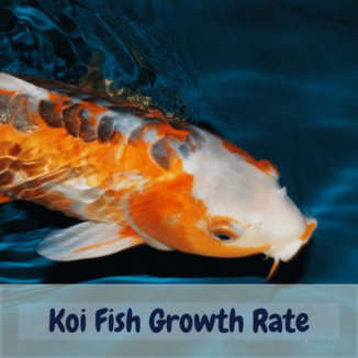 Koi fish growth rate
