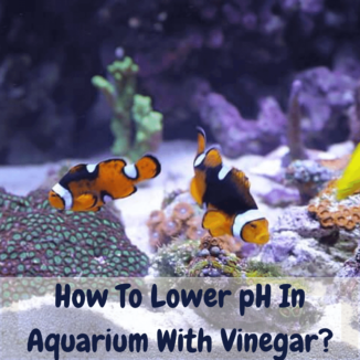 Lower ph in aquarium with vinegar