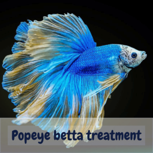 Popeye betta treatment