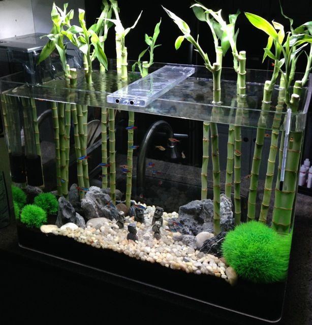 bamboo in fish tank