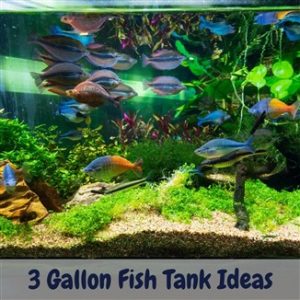 3 gallon fish tank ideas