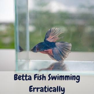 Betta Fish Swimming Erratically