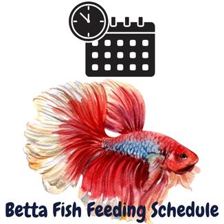 Betta fish feeding schedule
