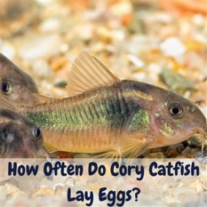 How Often Do Cory Catfish Lay Eggs