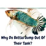 Why Do Bettas Jump Out Of Their Tank