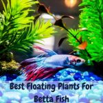 best floating plant for betta