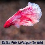betta fish lifespan in wild