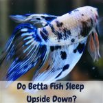 do betta fish sleep upside down