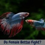 do female bettas fight