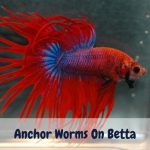Anchor Worms On Betta