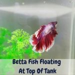 Betta fish floating at top of tank