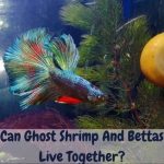 Can Ghost Shrimp And Bettas Live Together