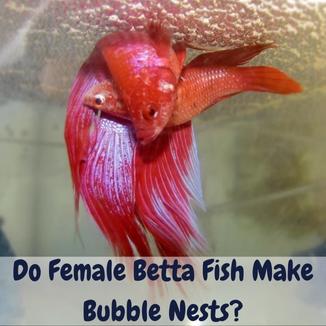 Do female betta fish build bubble nests