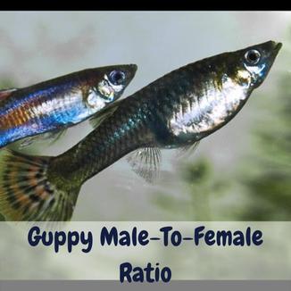 Guppy Male To Female Ratio