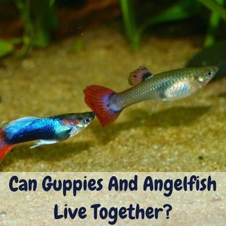 can guppies and angelfish live together