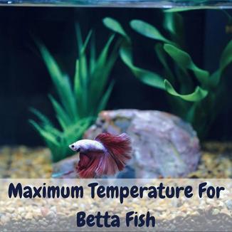 Maximum Temperature For Betta Fish