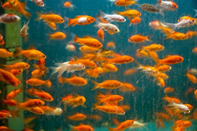 overcrowded fish tank