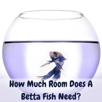 how much room does a betta fish need
