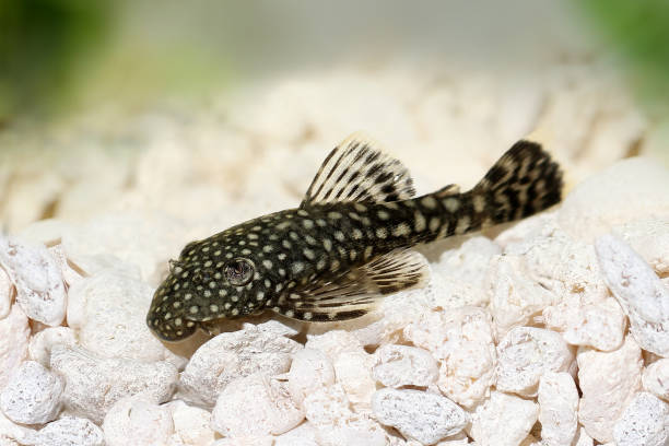 How Many Babies Can Plecos Have?