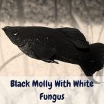 Black molly with white fungus