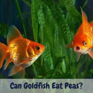 Can goldfish eat peas