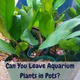 Can you leave aquarium plants in pots