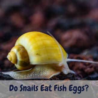 Do snails eat fish eggs