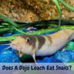 Does A Dojo Loach Eat Snails?
