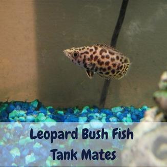 Leopard Bush Fish Tank Mates