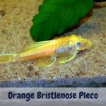 Orange Bristlenose Pleco