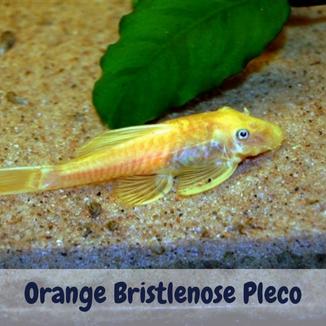 Orange Bristlenose Pleco: An Overview & Care Guides