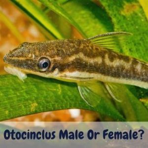 Otocinclus Male Or Female