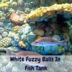 White Fuzzy Balls In Fish Tank