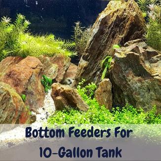 bottom feeders for 10 gallon tank