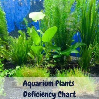 Aquarium Plants Deficiency Chart