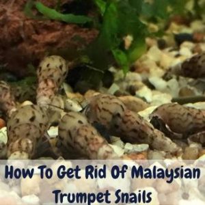 how to get rid of malaysian trumpet snails