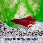 Bump On Betta Fish Head