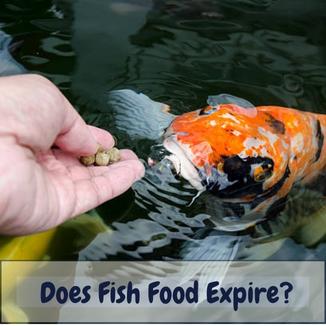 Does fish food expire
