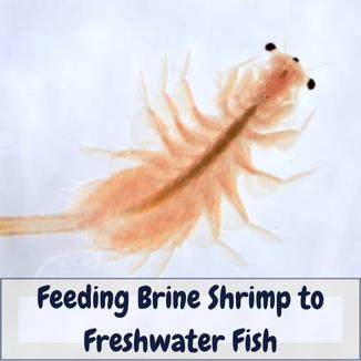 Feeding brine shrimp to freshwater fish