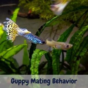 Guppy Mating Behavior