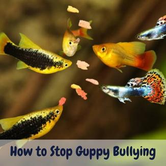 How to stop guppy bullying