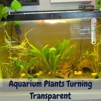 Plants Turrning Transparent