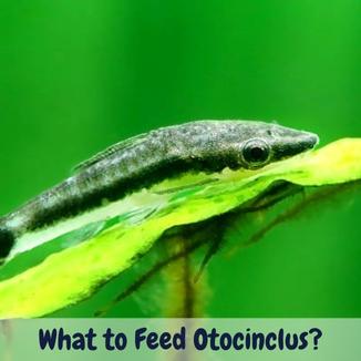 What to feed otocinclus