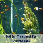 best ich treatment for planted tank