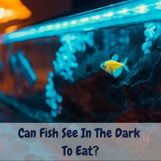 can fish see in the dark to eat