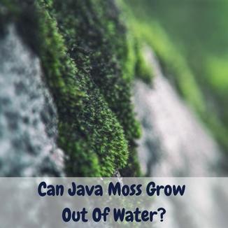can java moss grow out of water